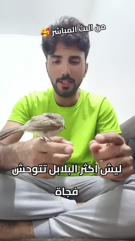 #بلابل_العراقيه #بلبل_عراقي_ابيض_الخدين #بلبل_بغداد🎤🐤 #بلابل_العراق_الحبيب #بلبل 