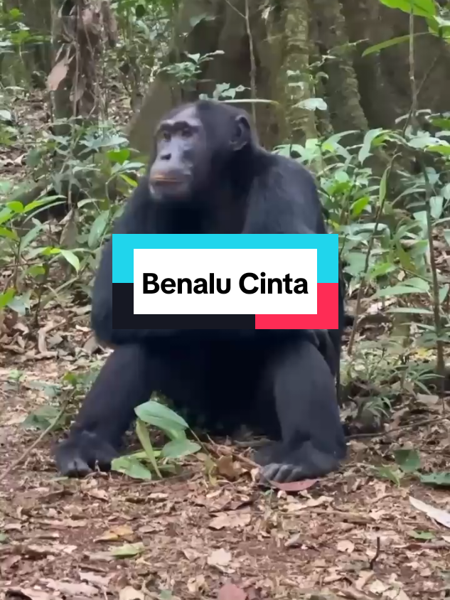 #creatorsearchinsights  #mansyurs #soundviral #benalucinta 