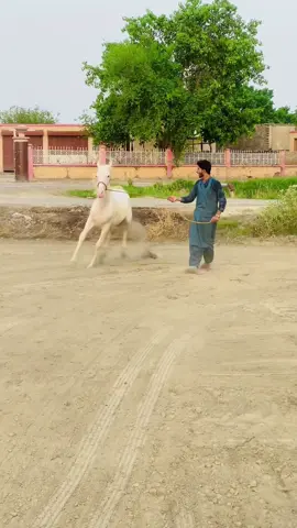 Tesry clip mn attack kia gory ny 😁🙈 bach gia #گھوڑے_شوق_نواباں_دا🐴 #mesumkhokharpoetry #nukrahorse #fyp 