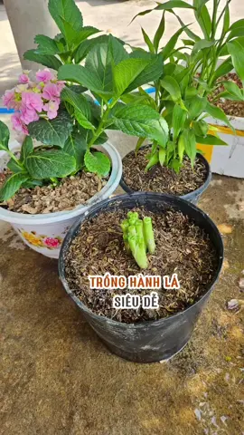 Trồng hành lá siêu dễ. #trongrau #loanlamvuon #tronghanhla #hanhla #caygiavi 