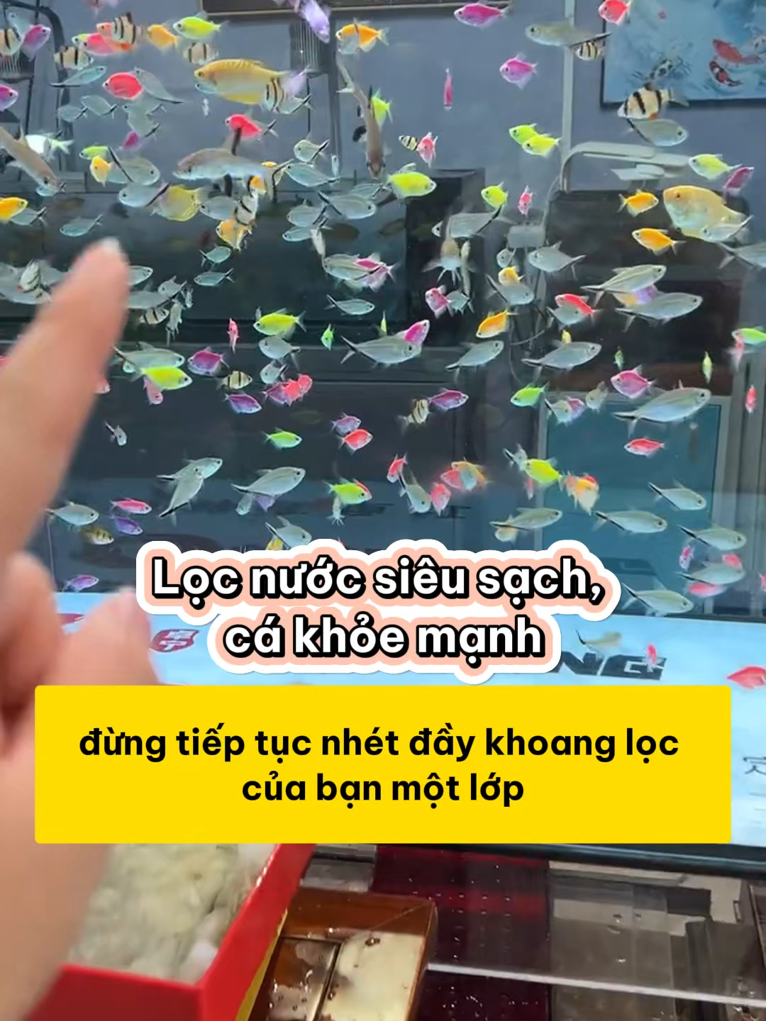 Bí quyết giúp hồ cá không bao giờ bị tắc lọc #methuysinh #aquarium #fish #fyp
