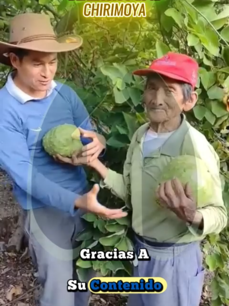 🍈 Beneficios de la chirimoya ¡Una fruta deliciosa con grandes propiedades para tu salud! ✅ 1. Rica en vitaminas y minerales Contiene vitamina C, B1, B2, calcio, potasio, magnesio y hierro. ✅ 2. Fortalece el sistema inmunológico Gracias a su alto contenido en vitamina C, ayuda a prevenir resfriados e infecciones. ✅ 3. Mejora la digestión Su fibra natural favorece el tránsito intestinal y combate el estreñimiento. ✅ 4. Buena para el corazón El potasio ayuda a regular la presión arterial y mejora la salud cardiovascular. ✅ 5. Fuente natural de energía Es rica en carbohidratos saludables, ideal para deportistas o personas activas. ✅ 6. Propiedades antioxidantes Protege tus células del daño causado por los radicales libres (envejecimiento prematuro). ✅ 7. Aliada del buen ánimo Contiene compuestos que ayudan a aumentar la producción de serotonina, lo que mejora el estado de ánimo y combate el estrés. ⚠️ Nota: Por su contenido calórico natural, se recomienda consumo moderado en personas con diabetes. #Diabetes #salud #saludable