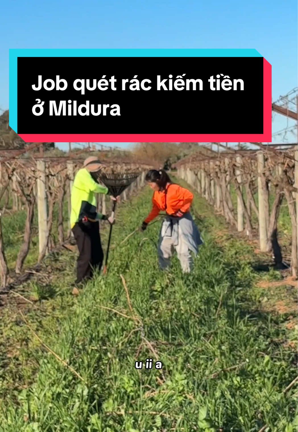 Thêm 1 công việc mà bọn mình vừa trải nghiệm ở Mildura - job cào cành nho. Việc thì rất đơn giản nhưng cần có sức khoẻ. Có sức khoẻ là kiếm được tiền dù cho đó là cv gì💪💪💪#maynthanh #mildurajobs #vieclamouc #xuhuong #vieclamfarmouc 