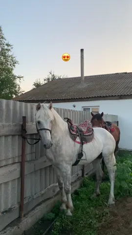 tentek kok🐴
