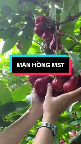 Ai đã từng ăn loại mận này rồi ạ? #manhongmst #caygiongmanhongsoctrangmst #caygiongmanhongsoctrang #caymanhongmst #caygiong 
