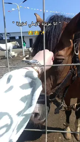🐎🤎✨