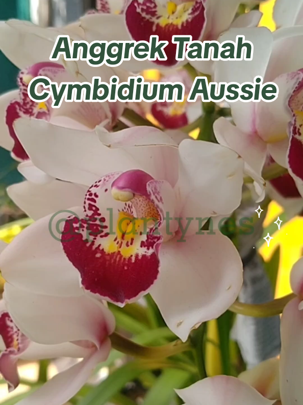 🌱Anggrek Tanah – Cymbidium Aussie🌱 ☘🌸☘🌸☘🌸☘🌸☘ #bunga #anggrek #bungaanggrek #bungacantik  #anggrektanah #cymbidium #cymbidiumaussie #australia #bungaimport  #orchid #boatorchid #whiteflowers #fyp #fyppp 