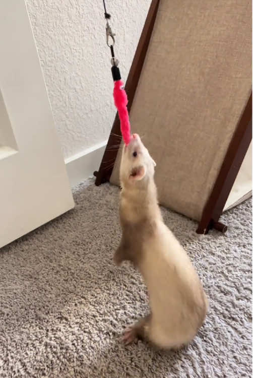 Happy ferret.#animals #foryou #happy 