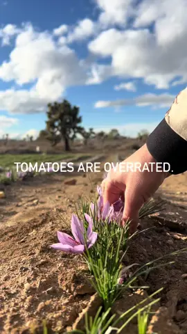 Tomatoes are overrated. You know what’s not? A flower that blooms once a year… and produces something worth MORE than gold. Grow saffron instead. Now shipping saffron corms — before we sell out. #Saffron #GrowYourOwn #HomesteadGarden #FallGarden #SaffronUSA #WorthMoreThanGold