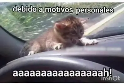 por motivos personales aaaaaaaaaaaa... . . . .#meme #memestiktok #shipost #gatos #cat #comedia 