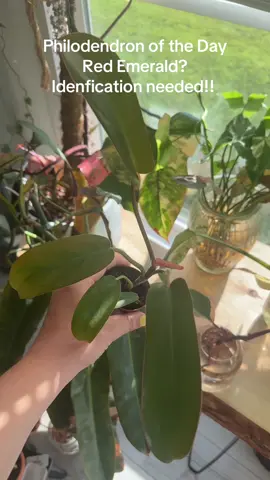 Day 15!#philodendron #palntsoftiktok #foryoupage #PlantTok #fyp 