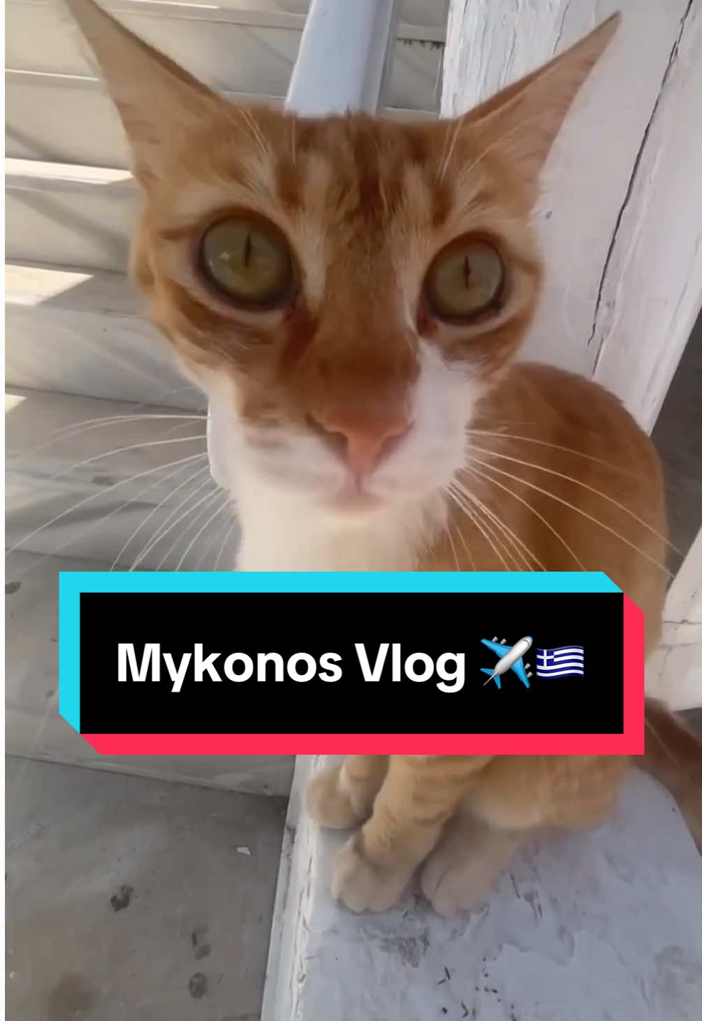 Würdet ihr mit Hund verreisen ? 🐶 #fds #fd #reisen #mykonos 