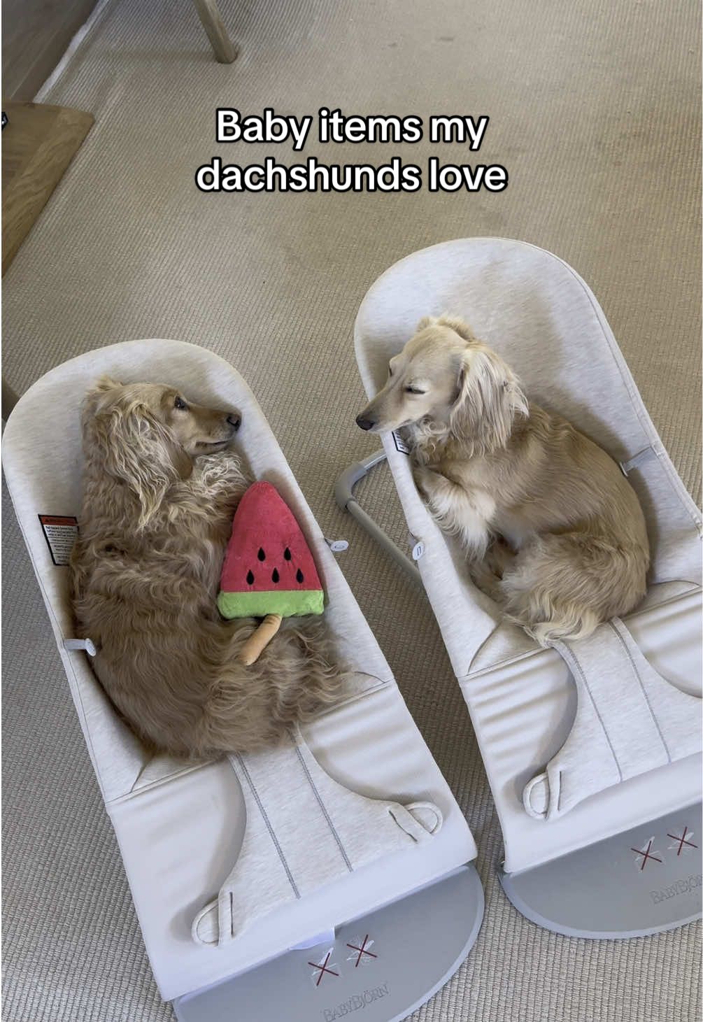 Our daughter has almost outgrown her bouncer but thankfully we have another use for them 🙌🏼 #dog #dachshund #dogsoftiktok #dachshundsoftiktok #MomsofTikTok 