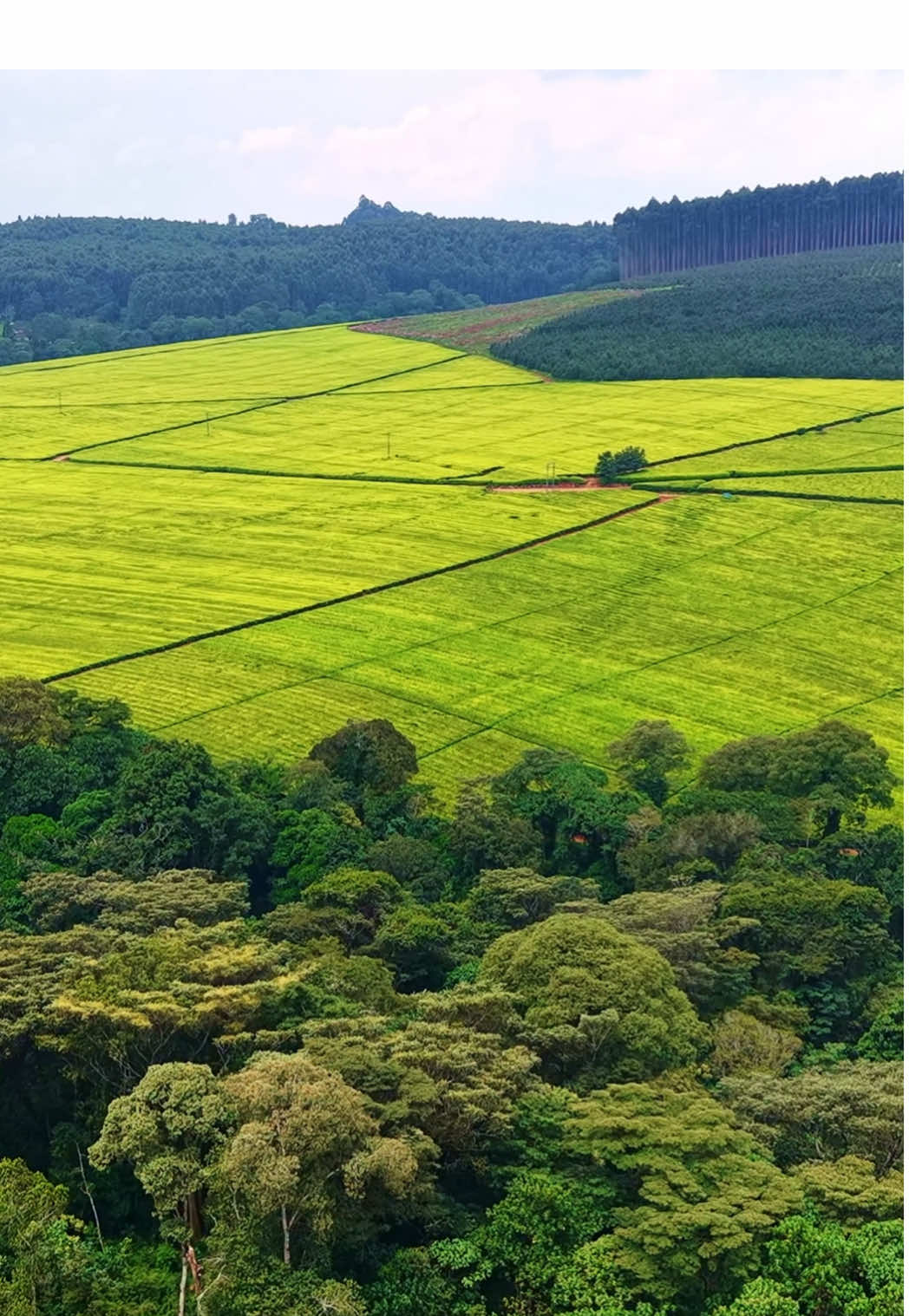 Kenya’s land is rich and full of life 🌿 🇰🇪✨ #Tiktokkenya #trendingvideo #fyp #cinematic #tea 