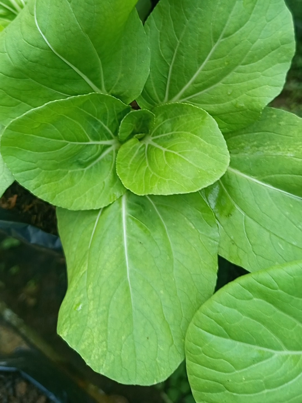 #berkebundirumahaja #gardening #urbangarden #GardenTips #creatorsearchinsights 