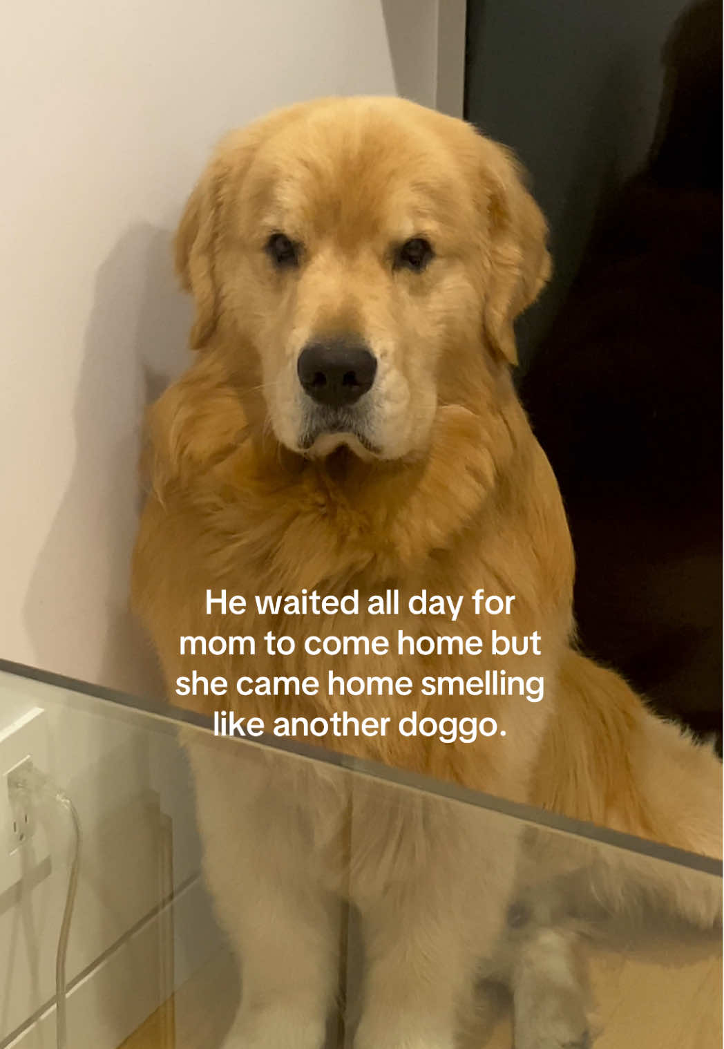 Not sure how we can come back from this..  #dogsoftiktok #goldenretriever #grumpydog