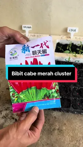 Semai benih bibit cabe merah cluster #bibitcabe #cabemerahcluster #cabemerahbesar