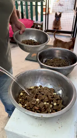 Beat the heat 🥵 Add water to your pup’s dry food and help them stay hydrated this summer! #adoptdontshop #doglovers #virallill #fypppp 