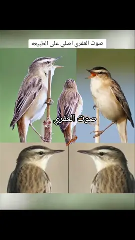 #عاشق_الصيد #مصر #ليبيا #السعودية #الرياض #جده #الخليج_العربي #قطر🇧🇭الامارات🇦🇪لكويت🇰🇼🙆‍♂️ 
