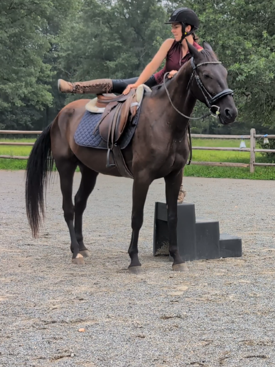 idk why, I just wasn't expecting him to take to it SO well #horsetok #equestrian #lifewithhorses #horsetraining #standardbred 