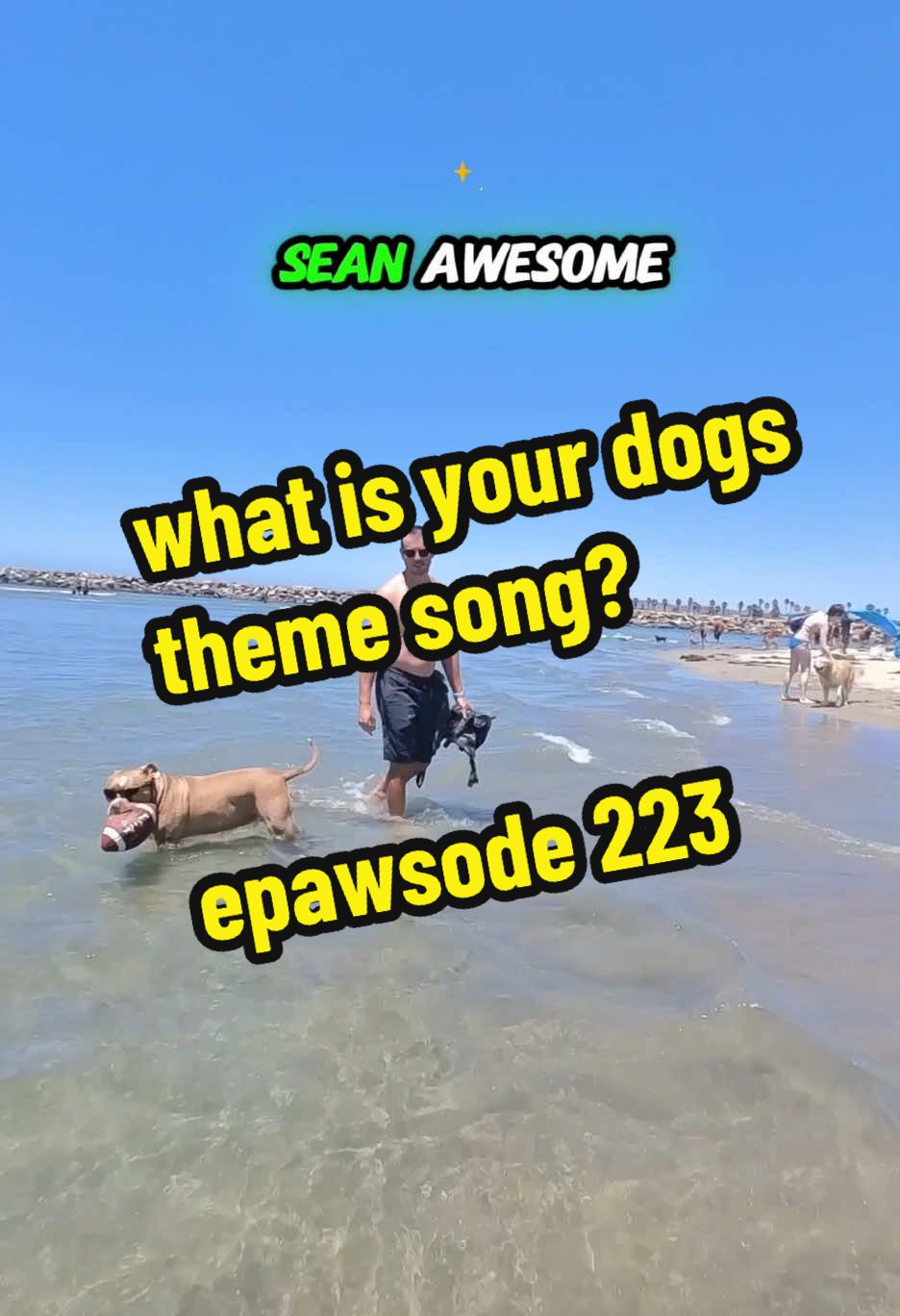 Shawn. Coolest dog on the block. Instant classic 🤌 #dogsoftiktok #dogs #dogtok #beachdogs #dogvideos #doglife #doglover #dogbeach 