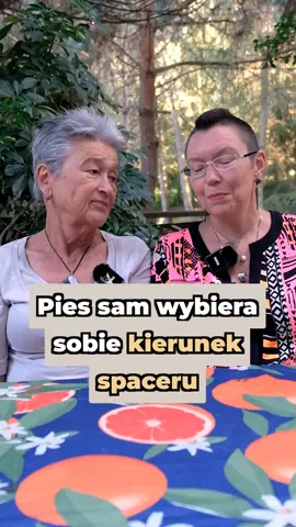 Pies sam wybiera sobie kierunek spaceru #dorotasumińska #zwierzęcisię #adoptujniekupuj #dogsoftiktok #piesnafilmie #samdecuduje #pieswtiktok #spacer #dogtok