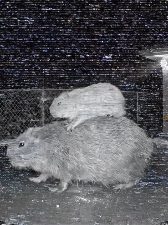 what are they doing? Prompt & Video: OneChat AI (Google Play) #ai #capybara #viral #fyp