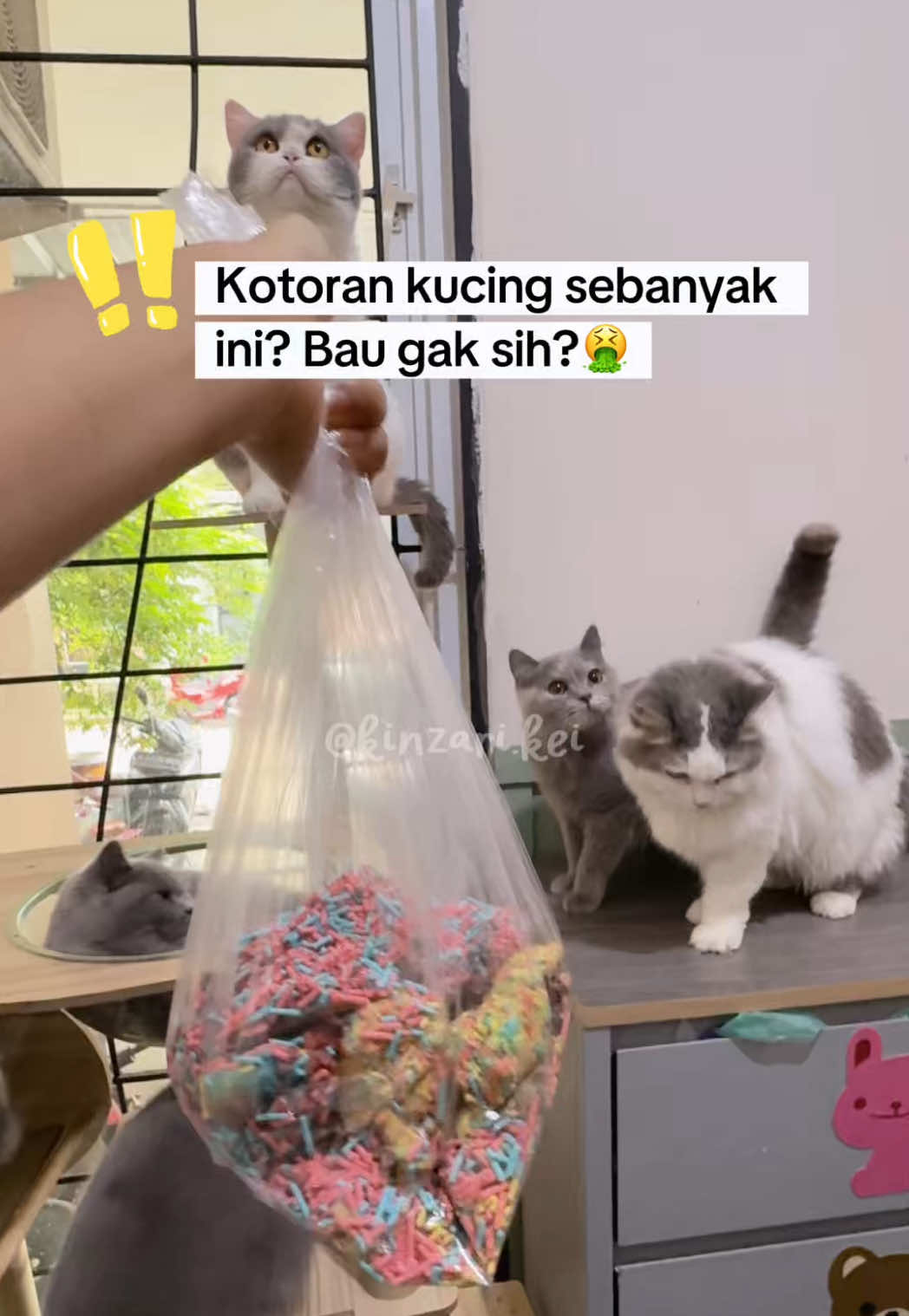 Setiap pagi serok harta karun sebanyak ini. Kalo ditanya bau apa ngga? Jujur baunya keredam banget gara2 sebelumnya tuh aku taburin odor shield dari @Protema Shop di pasirnya. Bikin pasir juga ga lembab dan menjaga ruangan tetap wangi hingga 7 hari. Buruan deh cobain guys! #odorshield #petodorremover #protema #penghilangbaukotoran 