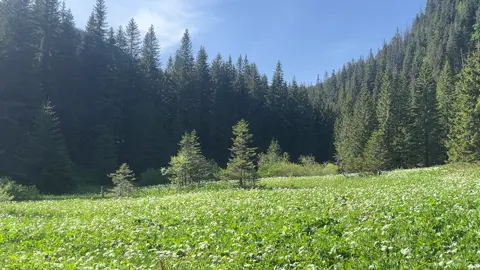 peace #naturevibes #peace #fyp #Outdoors #forest