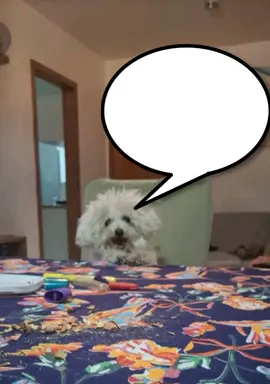 pet do seguidor @Khitsuyea audio do @Pinho 
