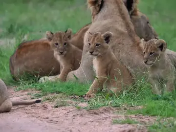 mother lion spanks naughty cub#animal #wild #lion #cheetah #animals