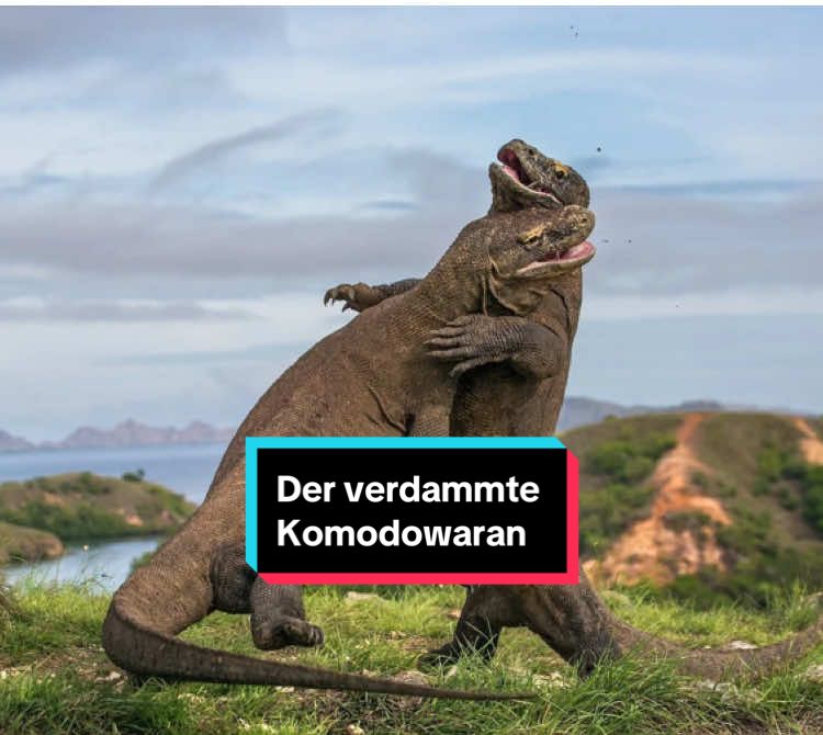 Der Dinosaurier der heute noch existiert. Der Komodowaran! #komododragon #komodowaran #ironie #lustigetiere #wildetiere 