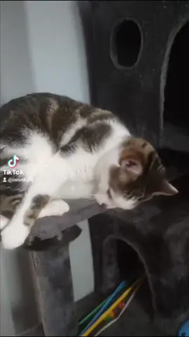 Niuś 😻❤️