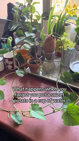 I brought a sweet potato to my office and promptly forgot about it for two months. Here’s what it’s looking like now! #plants #plantsoftiktok #sweetpotato #propagation 