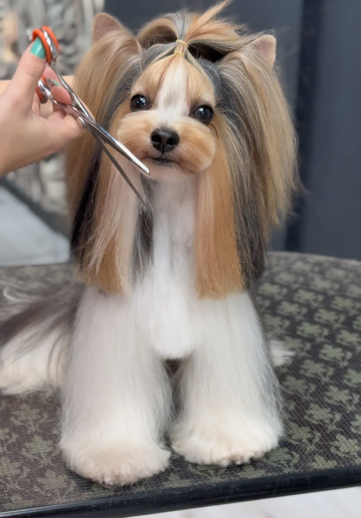 Tu știi ce rasă este? 🤭❤️ #cutedogs #bijoupet #doggrooming #asiangrooming #asianstylegrooming 