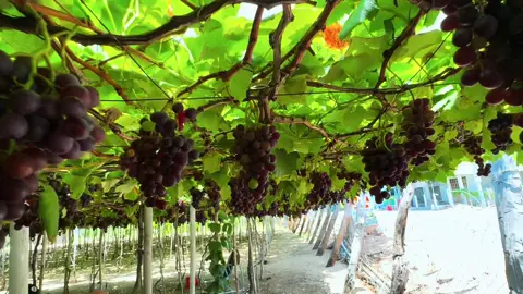 Trên đường ra Vịnh Vĩnh Hy, mình có ghé ngang vườn nho này, Theo chủ vườn giới thiệu thì đây là nho kẹo,  Nhìn trái nho đẹp và đã gì đâu. Mình được tự lựa và cắt nho, cảm giác cũng thú vị lắm nè. Còn mua thêm 1 ít mật nho, Rượu nho mang về nhà nữa.#ninhthuan#vinhhy#vuonnho