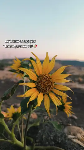 Rojdanın dediği gibi