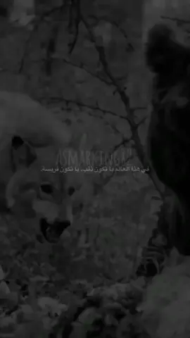 asmar 
