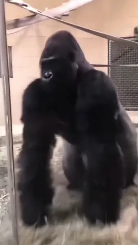 🦍👀  #transition #marketing #memecut #funnytransition #foryou 