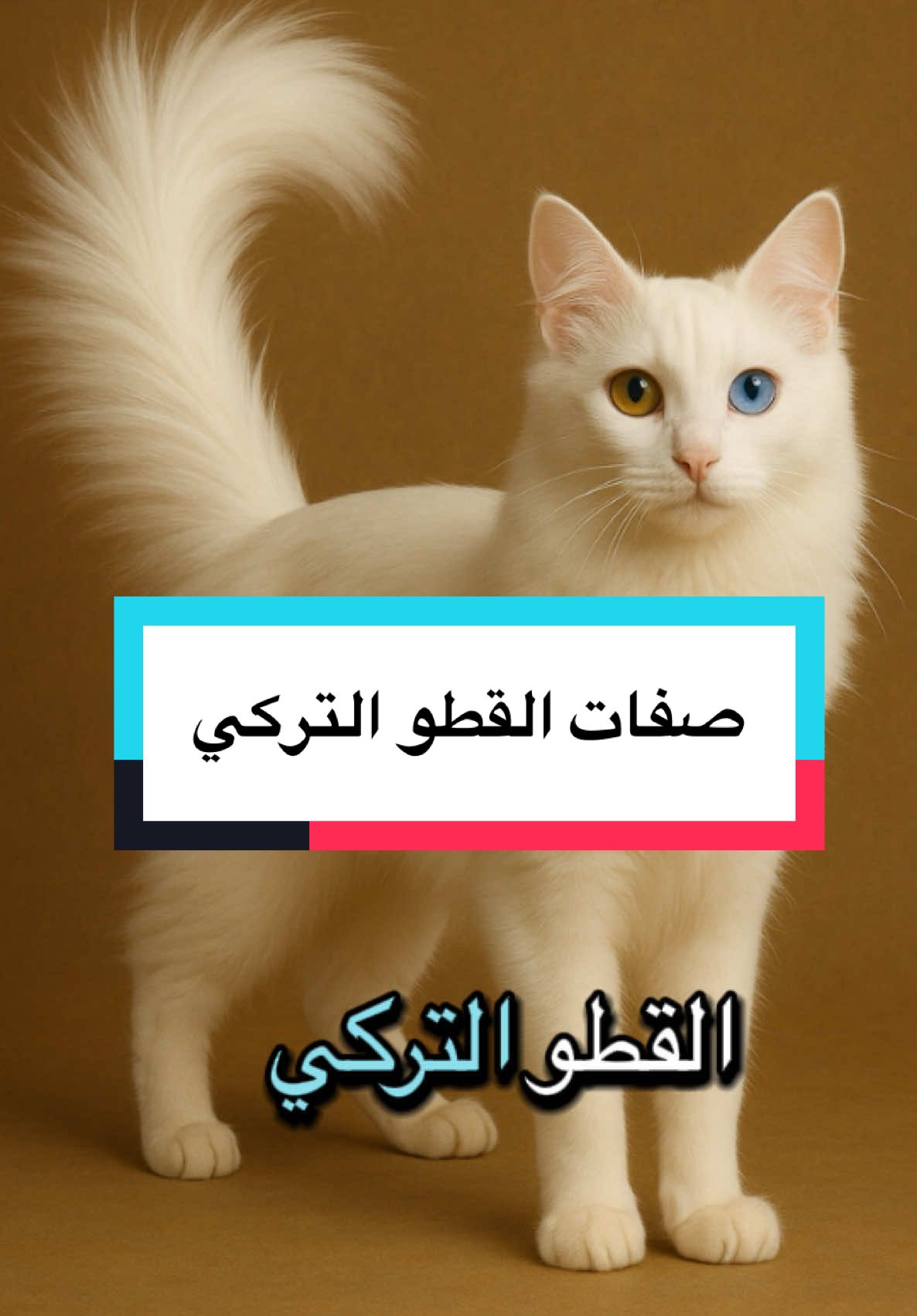 القط التّركي🇹🇷 ____ #انجورا  ‏‎#قطط ‏ #explore  ‏#cats_of_world ‏ #catslovers ‏ #catsq8  #عشاق_القطط ‏#duet  #محبين_القطط   ‏#cats # ‏#foryou ‏ #fyp   ‏#podtock  ‏#pet_animal  ‏#pet  ‏#tiktoklongs   ‏#LearnOnTikTok    #معلومات_عن_القطط  #غرائب_القطط  #تيكتوك_قطط  #أسرار_القطط  #معلومه_غريبه  #حقيقه_مذهله #مربي_قطط #ملف_القطاوه  #ميلو  ‏#cats  ‏#explore  ‏#catsoftiktok 