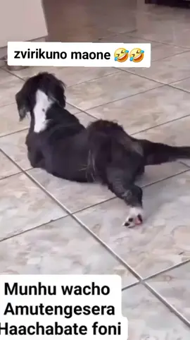 #creatorsearchinsights #fyp #zimtictokers🇿🇼 #viral  #😂😂😂😂😂😂😂😂😂😂😂😂😂😂😂😂😂😂😂😂😂😂😂😂😂😂😂😂😂😂😂😂😂😂😂 