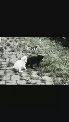 #you #me #us #cat #rek 