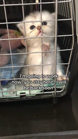 Want to come out and play#baby#catsoftiktok#kitty#cute#funnyvideos 