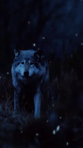 كرامتي أولاً… والباقي لا يعنيني#أعيش على طريقتي، أحترم من يقدّرني، وأبتعد عن كل من يقلل من كرامتي… لأن الكرامة إذا ضاعت لا تعود##الكرامة_أولاً #عيش_على_مزاجك #احترام_الذات #كرامتي_خط_أحمر #حب_نفسك #ثقة_بنفسك #لا_للتنازل #حرية_شخصية #تقدير_الذات #حياتي_اختياري#viral #tiktok #fyp #foryou #foryoupage #explorepage 