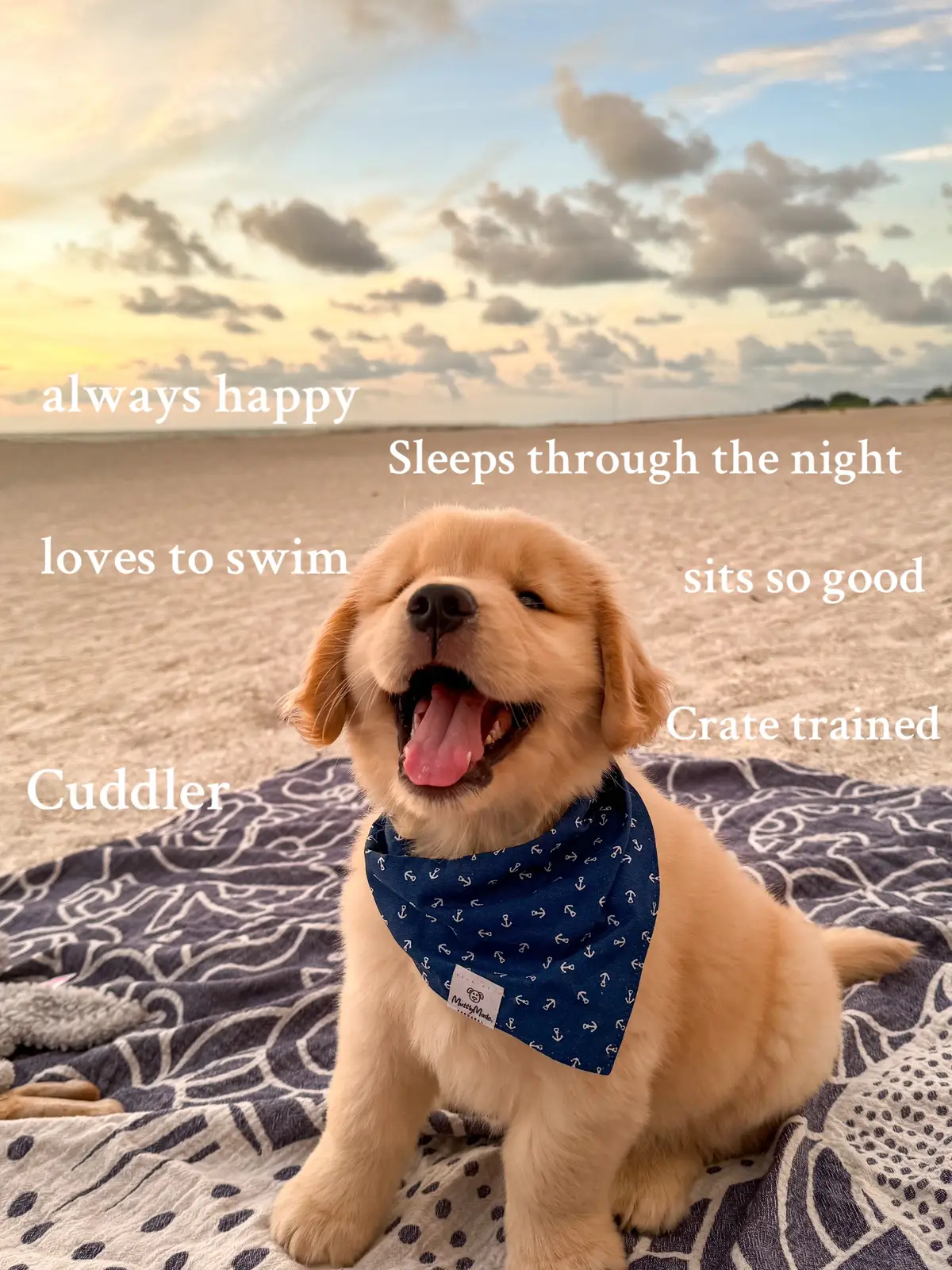 It’s ok we still love you moose😂 #petcontent #dogs #pets #fyp #dogsoftiktok #funnydogs #puppyfever #goldenretrieverpuppy #goldenretrieverlife 