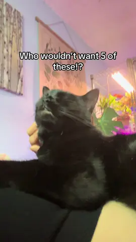 Cutest things ever #cats#cat #kitty #kitten #pet #pets #catperson #fyp #foryou #zyxcba #abcxyz #viral #trending 