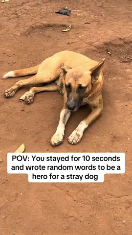 Even $1 can help feed a dog 🙏🏻❤️ Donation link in my bio  #streetdog #streetdogs #explore #foryoupage #f #foryou #foryoupag #pet #petlover #rescue #rescuedog 