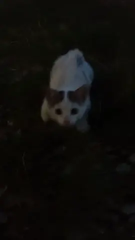 #kittys #cat #kitty #fyp #fyppppppppppppppppppppppp #night #catsvibe #catvibes #nightvibes 