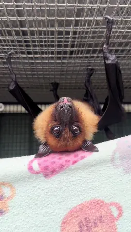 POV: you hear the sound of banana being mushed and turn around to find Indian Flying Fox, Mango, enjoying his meal. 🦇 😋 #cute #fyp #bats #animals #nonprofit 