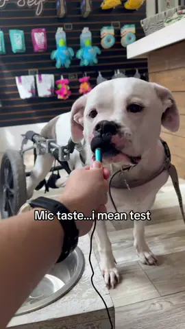 #asmr with Pigeon! She’s a health 🫅 #wheeliegoodtreats #dogsoftiktok #shopsmallbusiness 